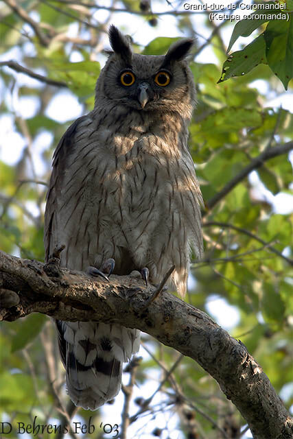 Dusky Eagle-Owl