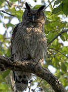 Dusky Eagle-Owl