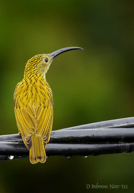 Streaked Spiderhunter