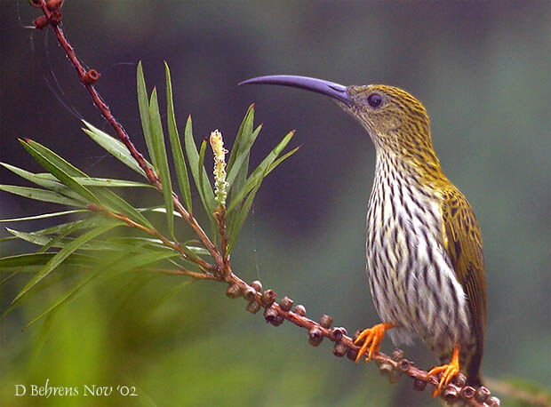 Streaked Spiderhunter