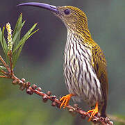 Streaked Spiderhunter