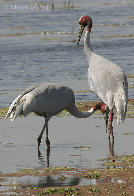 Sarus Crane