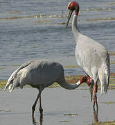 Sarus Crane