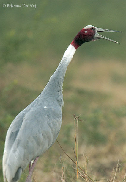 Sarus Crane