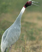 Sarus Crane