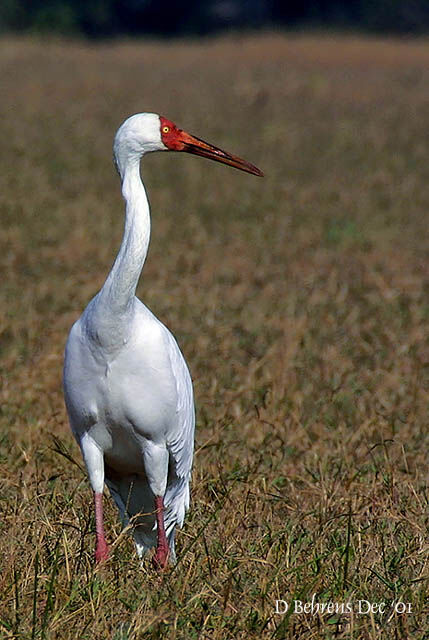 Siberian Crane