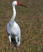 Siberian Crane