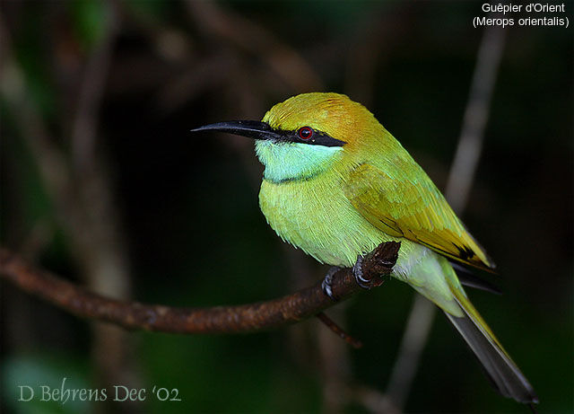 Green Bee-eater