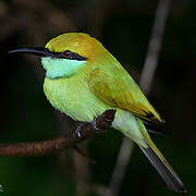 Green Bee-eater