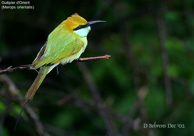 Green Bee-eater