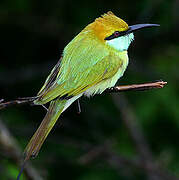 Green Bee-eater