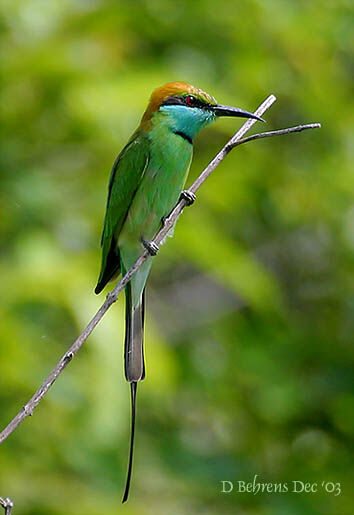 Asian Green Bee-eater