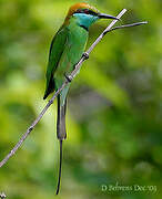 Green Bee-eater