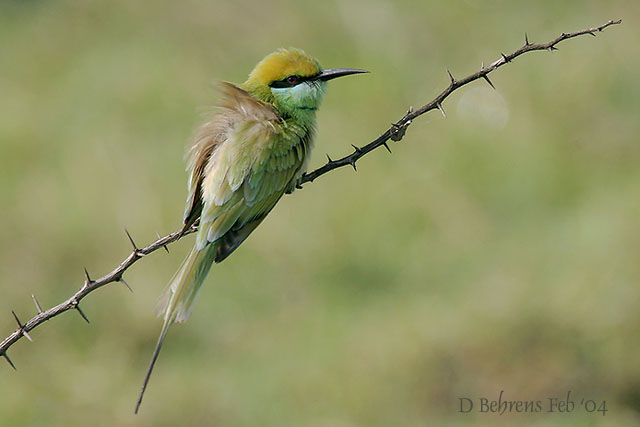 Asian Green Bee-eater