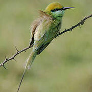 Green Bee-eater