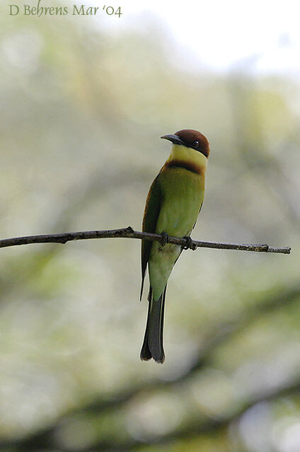 Chestnut-headed Bee-eater