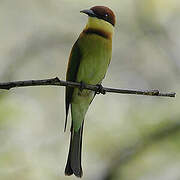 Chestnut-headed Bee-eater