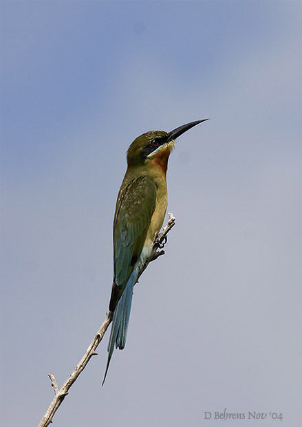 Guêpier de Madagascar