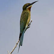 Olive Bee-eater