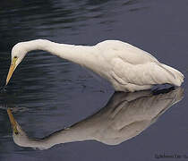 Medium Egret
