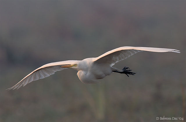 Medium Egret