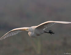 Medium Egret