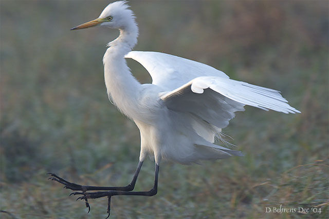 Medium Egret