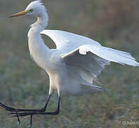 Medium Egret