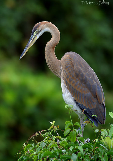 Purple Heron