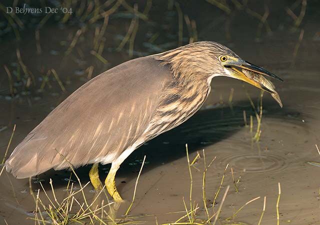 Striated Heron