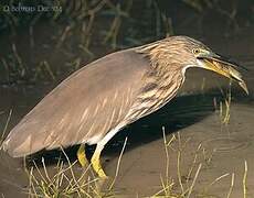 Striated Heron