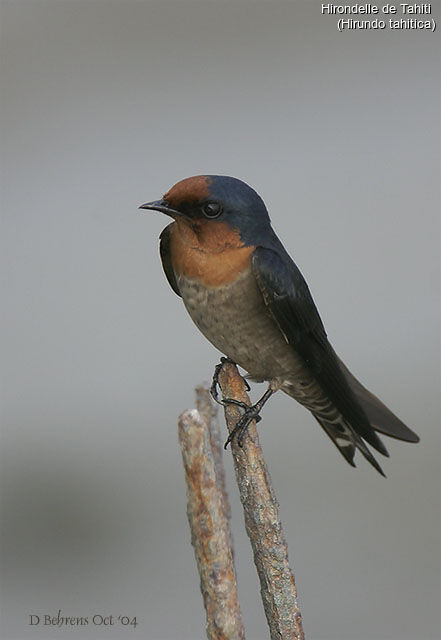 Pacific Swallow