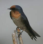 Pacific Swallow