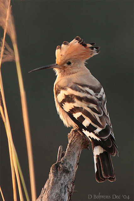 Eurasian Hoopoe