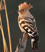 Eurasian Hoopoe