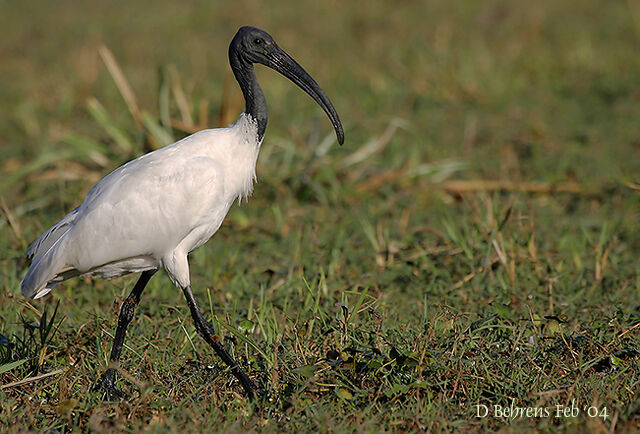 Ibis à tête noire