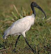 Ibis à tête noire