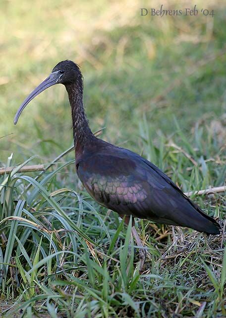 Glossy Ibis