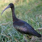 Ibis falcinelle