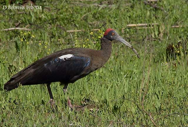 Red-naped Ibis