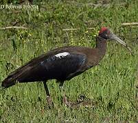 Red-naped Ibis