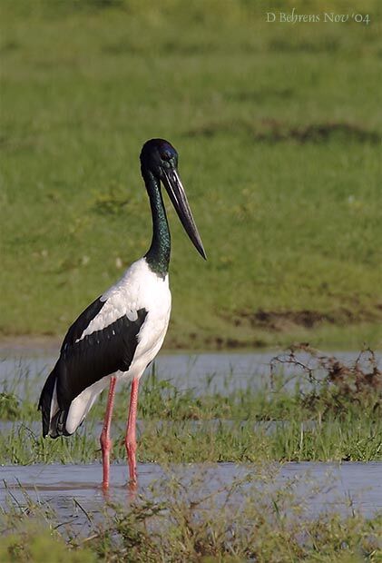 Black-necked Stork