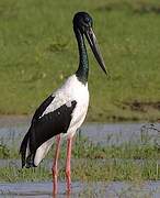 Black-necked Stork