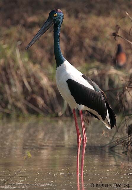 Black-necked Stork