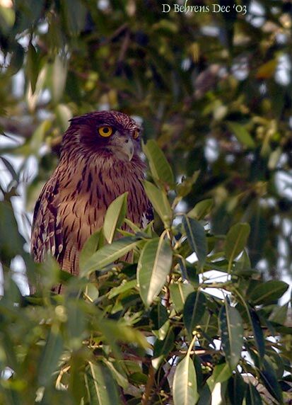 Brown Fish Owl