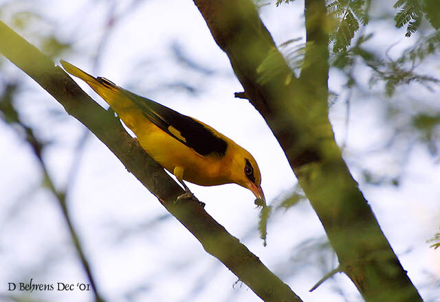 Eurasian Golden Oriole