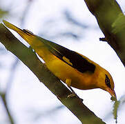 Eurasian Golden Oriole