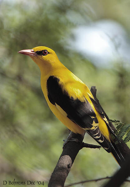 Eurasian Golden Oriole