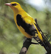 Eurasian Golden Oriole