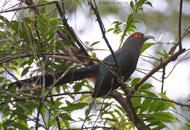 Chestnut-bellied Malkoha